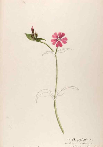 Reproducción/Reproduction 48792679326: [Water-color sketches of plants of North America and Europe]. . 