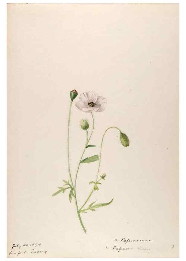 Reproducción/Reproduction 48792819222: [Water-color sketches of plants of North America and Europe]. . 