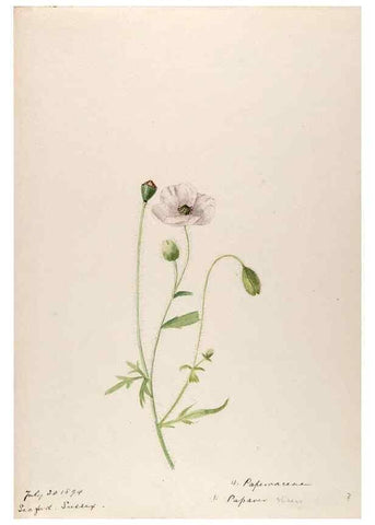Reproducción/Reproduction 48792819222: [Water-color sketches of plants of North America and Europe]. . 
