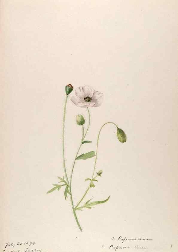 Reproducción/Reproduction 48792819222: [Water-color sketches of plants of North America and Europe]. . 
