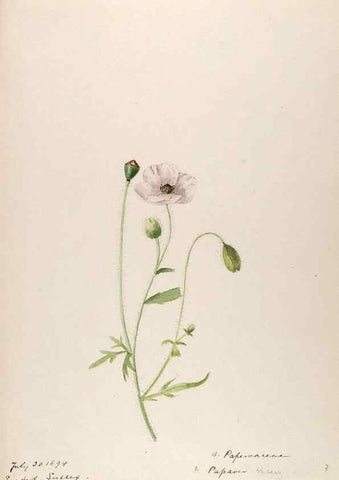 Reproducción/Reproduction 48792819222: [Water-color sketches of plants of North America and Europe]. . 