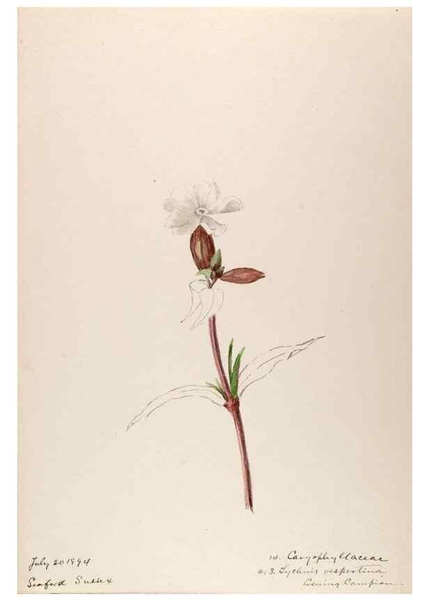Reproducción/Reproduction 48792679496: [Water-color sketches of plants of North America and Europe]. . 
