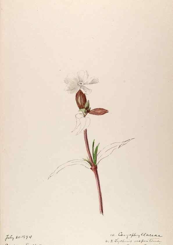 Reproducción/Reproduction 48792679496: [Water-color sketches of plants of North America and Europe]. . 