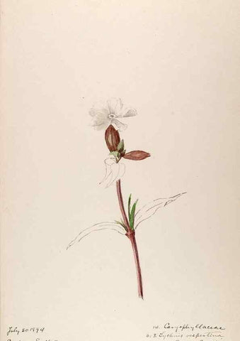 Reproducción/Reproduction 48792679496: [Water-color sketches of plants of North America and Europe]. . 