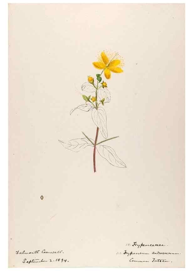 Reproducción/Reproduction 48792821467: [Water-color sketches of plants of North America and Europe]. . 