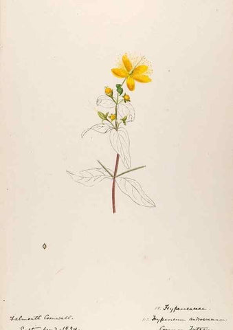 Reproducción/Reproduction 48792821467: [Water-color sketches of plants of North America and Europe]. . 