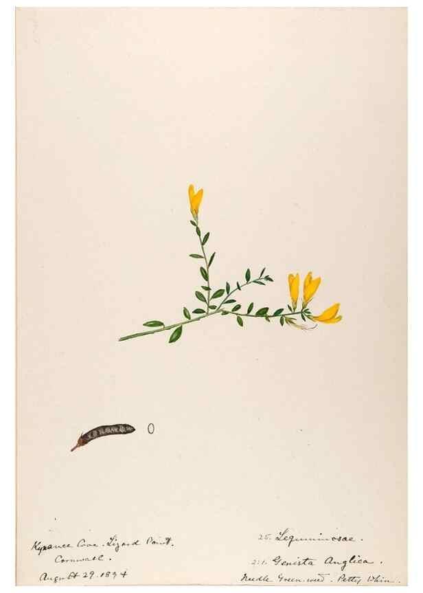 Reproducción/Reproduction 48792312933: [Water-color sketches of plants of North America and Europe]. . 