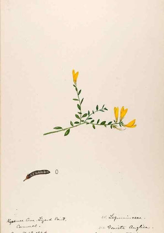 Reproducción/Reproduction 48792312933: [Water-color sketches of plants of North America and Europe]. . 