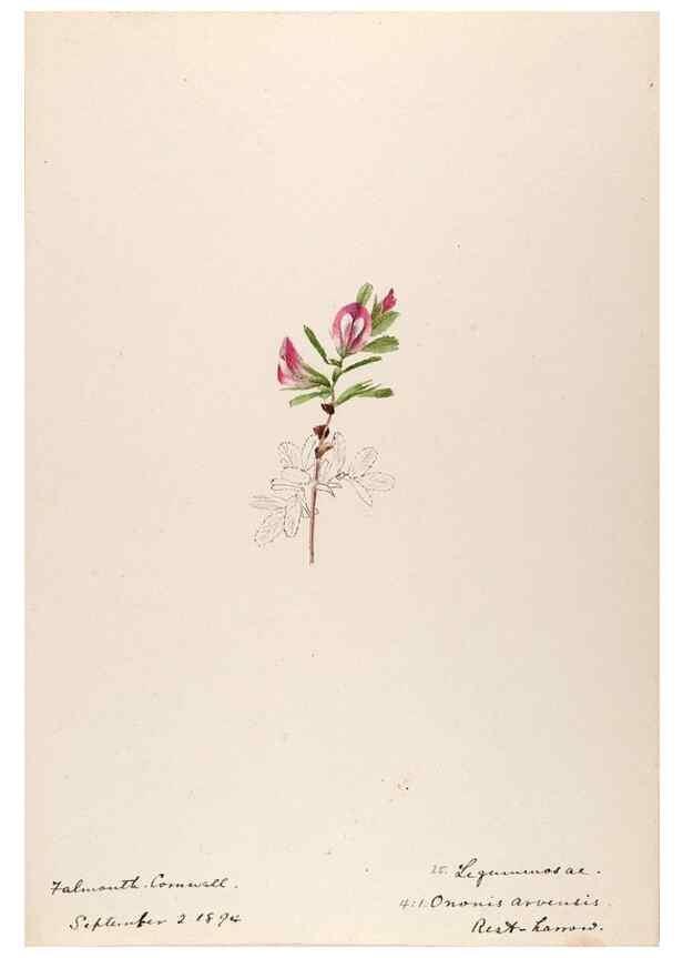 Reproducción/Reproduction 48792680276: [Water-color sketches of plants of North America and Europe]. . 
