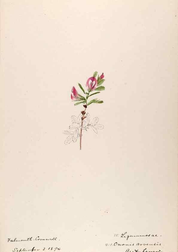 Reproducción/Reproduction 48792680276: [Water-color sketches of plants of North America and Europe]. . 