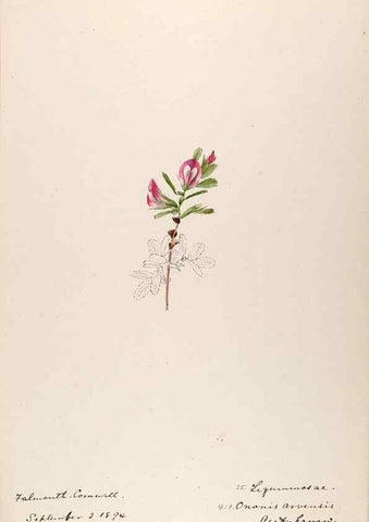 Reproducción/Reproduction 48792680276: [Water-color sketches of plants of North America and Europe]. . 