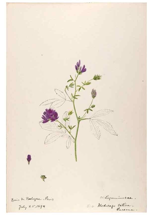 Reproducción/Reproduction 48792822042: [Water-color sketches of plants of North America and Europe]. . 