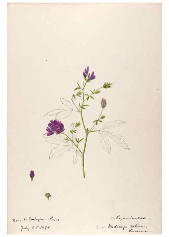 Reproducción/Reproduction 48792822042: [Water-color sketches of plants of North America and Europe]. . 