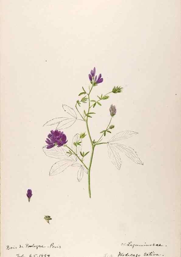 Reproducción/Reproduction 48792822042: [Water-color sketches of plants of North America and Europe]. . 