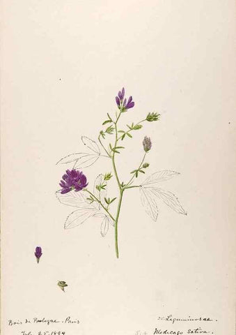 Reproducción/Reproduction 48792822042: [Water-color sketches of plants of North America and Europe]. . 