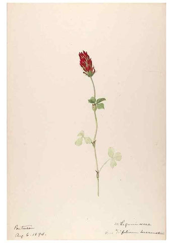 Reproducción/Reproduction 48792680696: [Water-color sketches of plants of North America and Europe]. . 