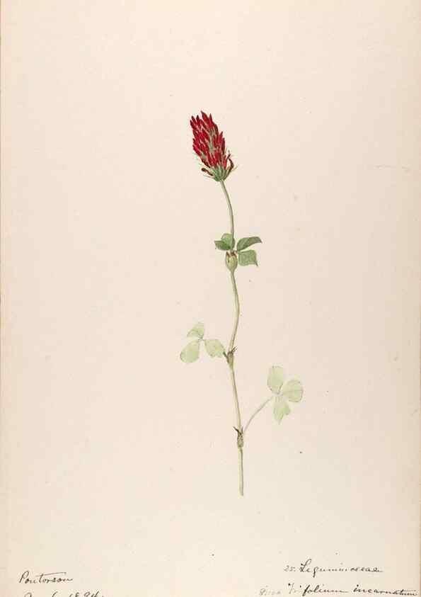 Reproducción/Reproduction 48792680696: [Water-color sketches of plants of North America and Europe]. . 