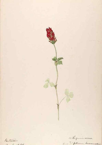 Reproducción/Reproduction 48792680696: [Water-color sketches of plants of North America and Europe]. . 