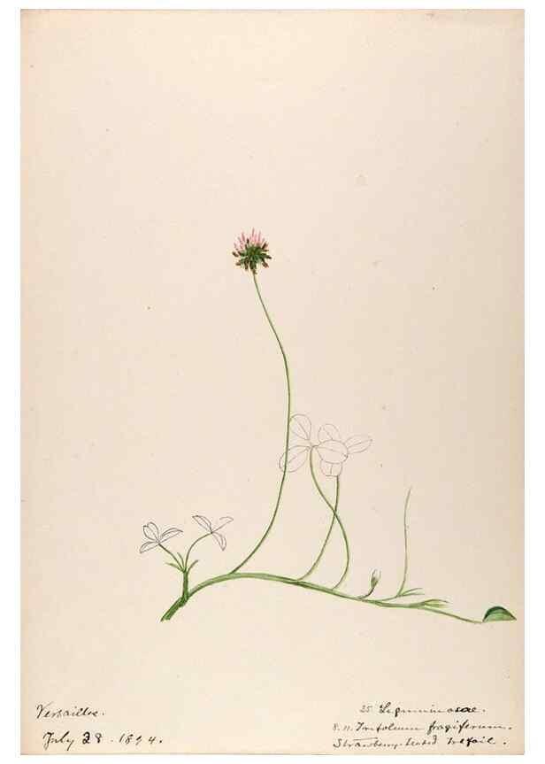 Reproducción/Reproduction 48792822507: [Water-color sketches of plants of North America and Europe]. . 