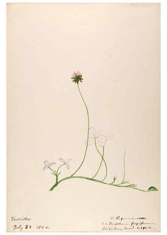 Reproducción/Reproduction 48792822507: [Water-color sketches of plants of North America and Europe]. . 