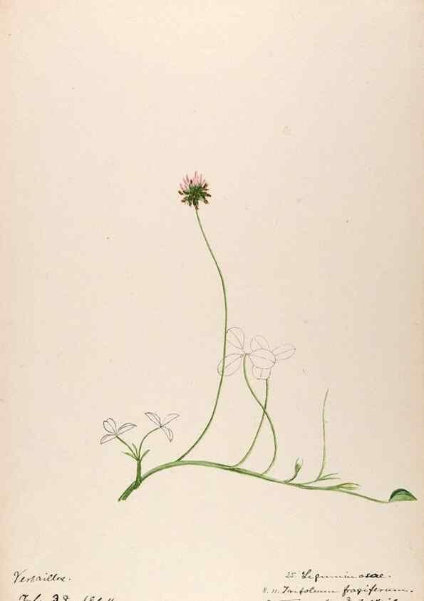 Reproducción/Reproduction 48792822507: [Water-color sketches of plants of North America and Europe]. . 