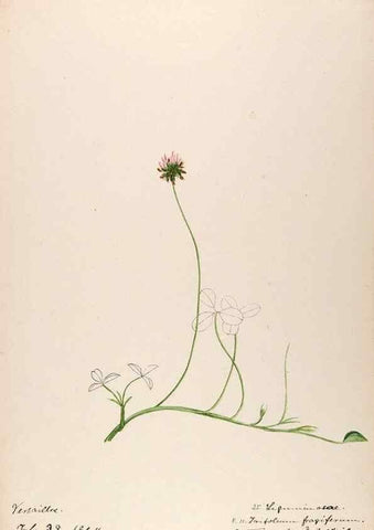 Reproducción/Reproduction 48792822507: [Water-color sketches of plants of North America and Europe]. . 