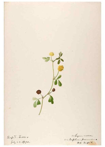 Reproducción/Reproduction 48792822772: [Water-color sketches of plants of North America and Europe]. . 