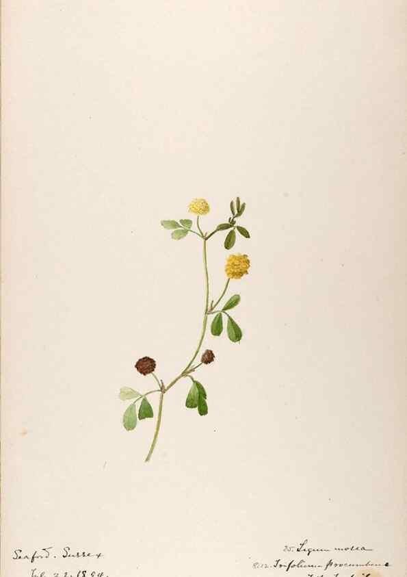Reproducción/Reproduction 48792822772: [Water-color sketches of plants of North America and Europe]. . 