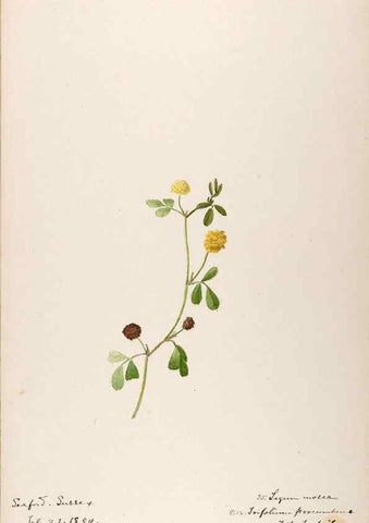 Reproducción/Reproduction 48792822772: [Water-color sketches of plants of North America and Europe]. . 