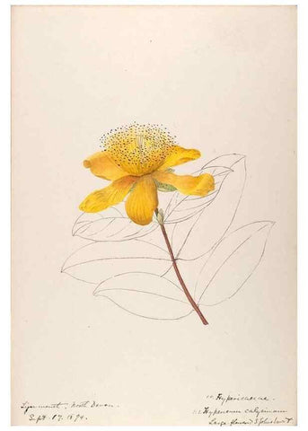 Reproducción/Reproduction 48792679706: [Water-color sketches of plants of North America and Europe]. . 