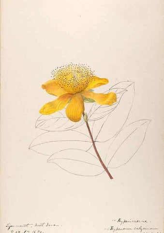 Reproducción/Reproduction 48792679706: [Water-color sketches of plants of North America and Europe]. . 