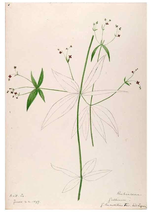 Reproducción/Reproduction 48789431777: [Water-color sketches of plants of North America and Europe]. . 