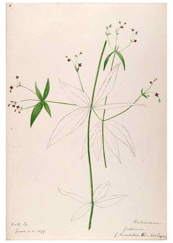 Reproducción/Reproduction 48789431777: [Water-color sketches of plants of North America and Europe]. . 