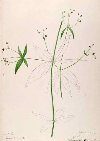 Reproducción/Reproduction 48789431777: [Water-color sketches of plants of North America and Europe]. . 