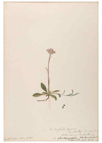 Reproducción/Reproduction 48788971288: [Water-color sketches of plants of North America and Europe]. . 