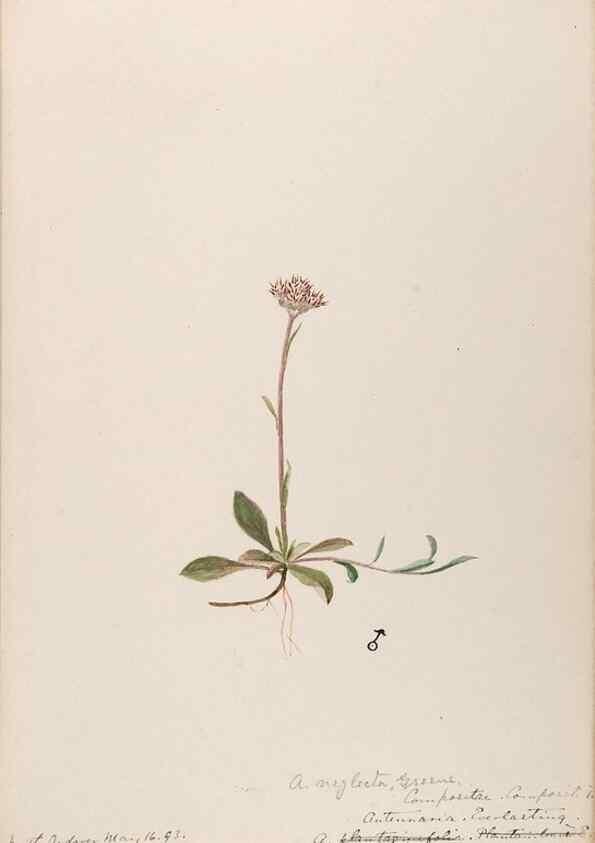 Reproducción/Reproduction 48788971288: [Water-color sketches of plants of North America and Europe]. . 