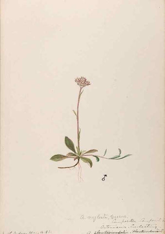Reproducción/Reproduction 48788971288: [Water-color sketches of plants of North America and Europe]. . 