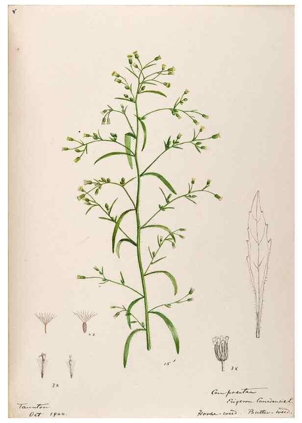 Reproducción/Reproduction 48789479072: [Water-color sketches of plants of North America and Europe]. . 