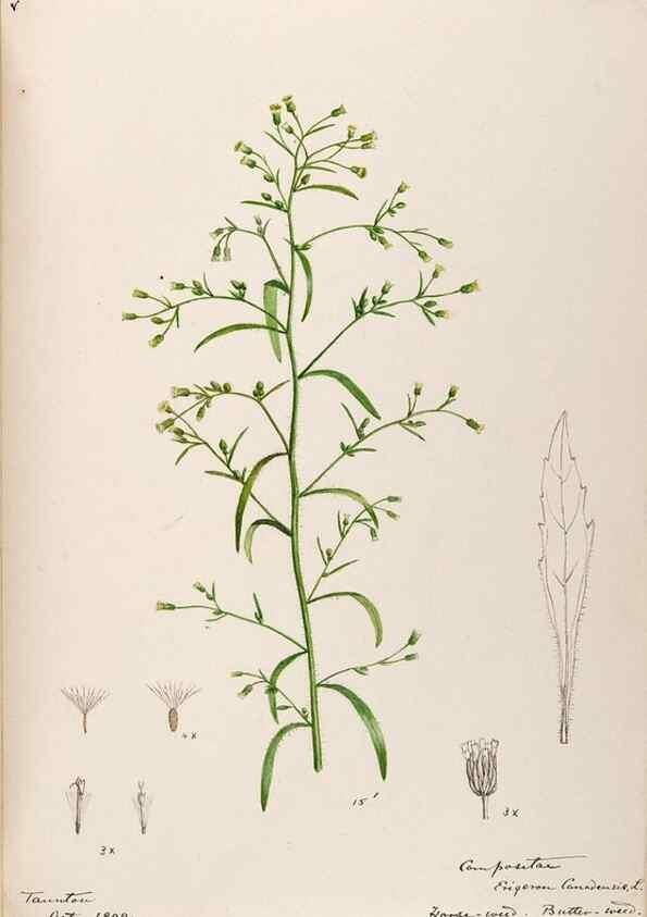 Reproducción/Reproduction 48789479072: [Water-color sketches of plants of North America and Europe]. . 