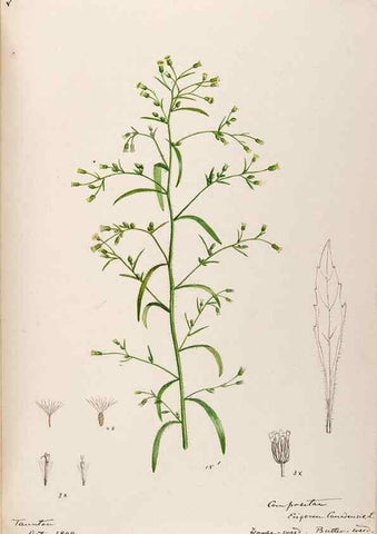 Reproducción/Reproduction 48789479072: [Water-color sketches of plants of North America and Europe]. . 