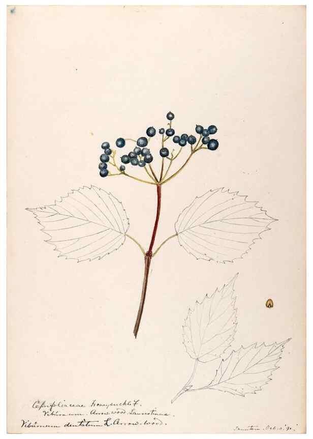 Reproducción/Reproduction 48789297136: [Water-color sketches of plants of North America and Europe]. . 
