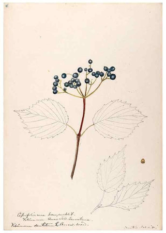 Reproducción/Reproduction 48789297136: [Water-color sketches of plants of North America and Europe]. . 