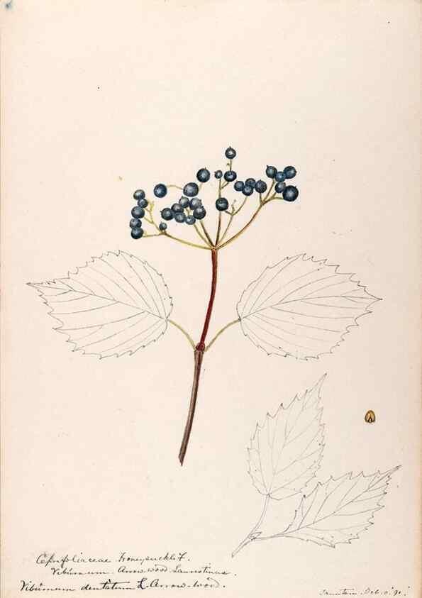 Reproducción/Reproduction 48789297136: [Water-color sketches of plants of North America and Europe]. . 