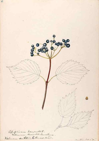 Reproducción/Reproduction 48789297136: [Water-color sketches of plants of North America and Europe]. . 