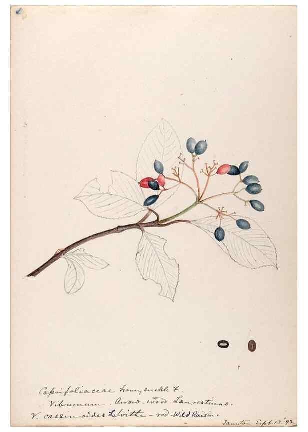 Reproducción/Reproduction 48788935378: [Water-color sketches of plants of North America and Europe]. . 