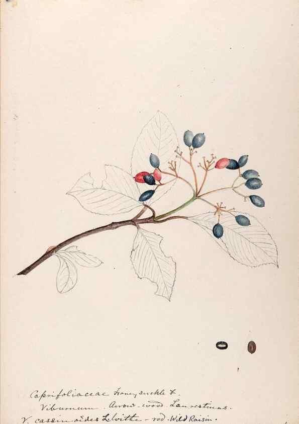 Reproducción/Reproduction 48788935378: [Water-color sketches of plants of North America and Europe]. . 