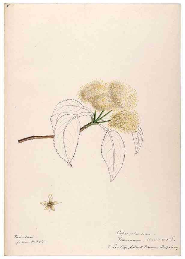 Reproducción/Reproduction 48788935798: [Water-color sketches of plants of North America and Europe]. . 