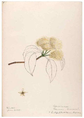 Reproducción/Reproduction 48788935798: [Water-color sketches of plants of North America and Europe]. . 
