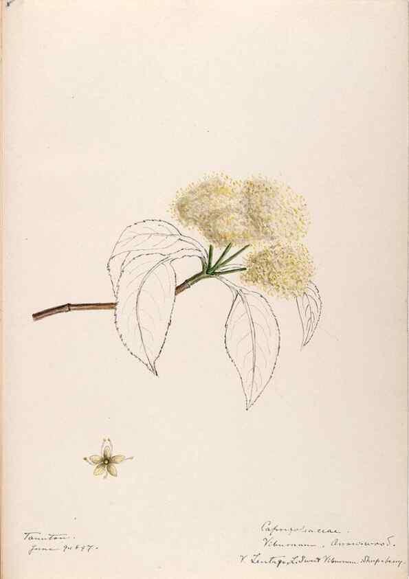 Reproducción/Reproduction 48788935798: [Water-color sketches of plants of North America and Europe]. . 