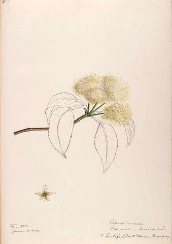 Reproducción/Reproduction 48788935798: [Water-color sketches of plants of North America and Europe]. . 